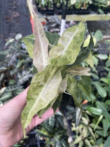 Alocasia polly aurea - polly,