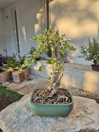 Bonsai buganvillea - di,