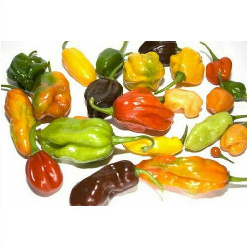 Mix habanero yellow white - yellow,,