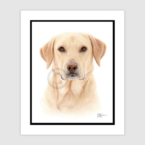 Labrador retriever originale - labrador,
