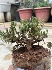 Bonsai Timo Mame . Macchia