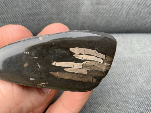 Rare fossil fish bones - rare,