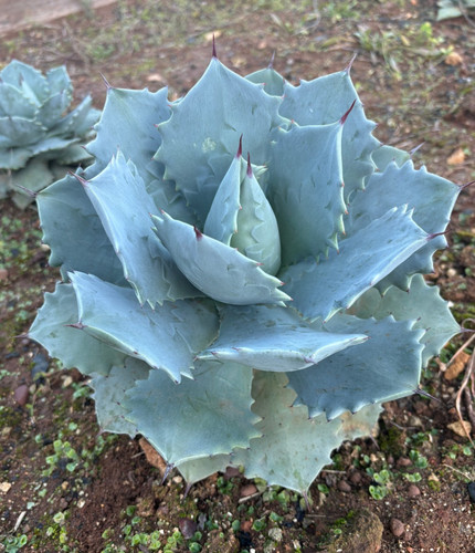 Agave potatorum pianta da - pianta,