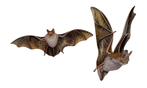 Set targa pipistrelli - ,