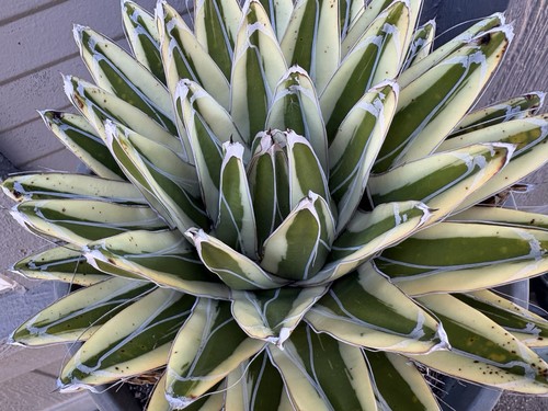 Giant specimen agave - specimen!!!,