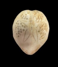sea shell Breynia elegans