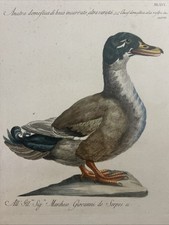 Manetti 1767-1776 – Anatra domestica becco incurvato – Germano Reale Ornitologia