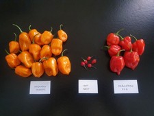 Peperoncini Freschi Congelati