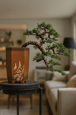 Bonsai di Albero Vivente