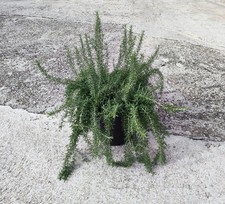 1 Pianta Folta di Rosmarino