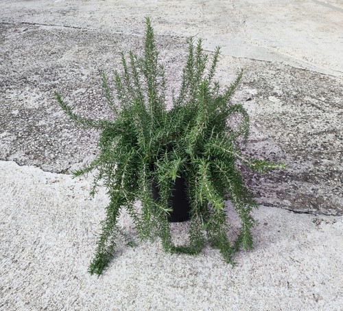 Pianta folta rosmarino - pianta, di