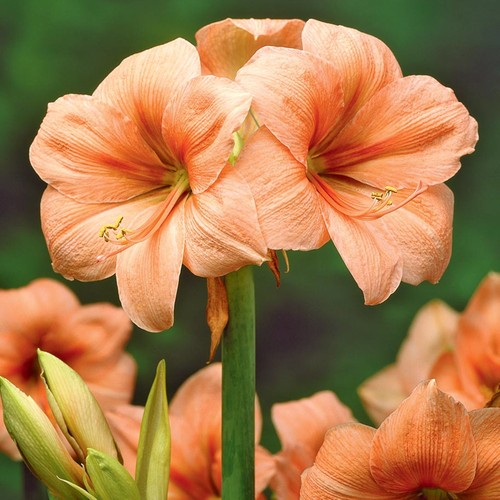 Amaryllis bulbo fiore - amaryllis, da