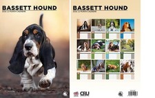 Bassett Hound 2026 Calendar -