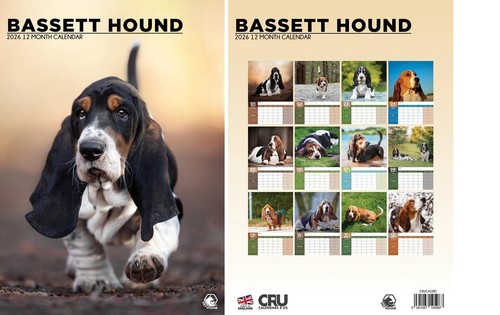 Bassett hound 2026 calendar - hound,