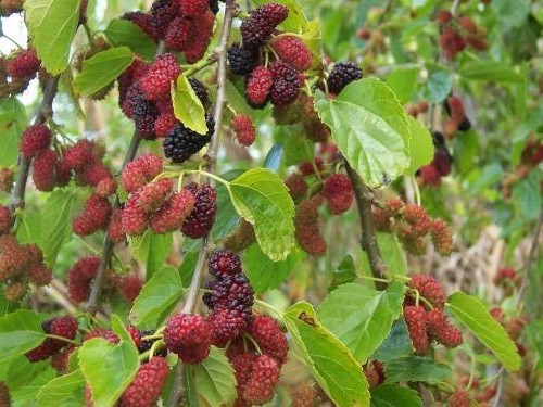 Gelso rosso pianta - pianta, frutto