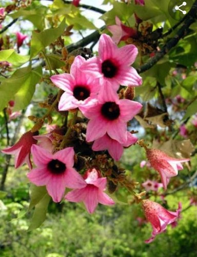 Semillas brachychiton - 20,
