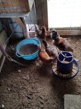 12 Uova Feconde Oliver Eggs