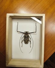 Entomologia Insetti