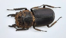 Lucanidae gnaphaloryx opacus - gnaphaloryx,
