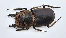 Lucanidae, Gnaphaloryx opacus, Sulawesi, A1, 25+ mm, #LM165