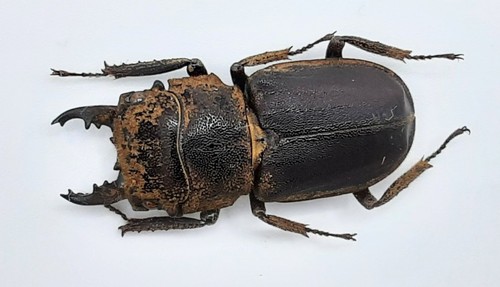 Lucanidae gnaphaloryx opacus - gnaphaloryx,