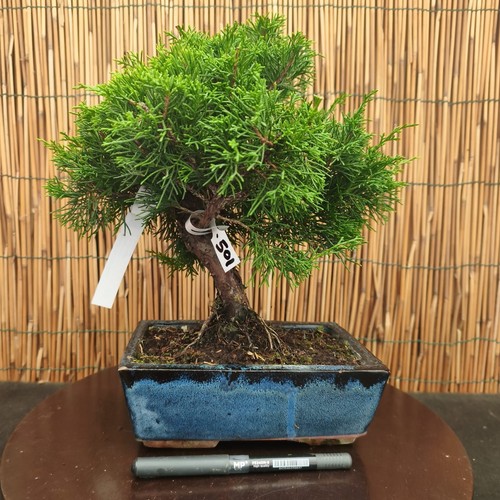 Bonsai ginepro itoigawa h - ginepro,