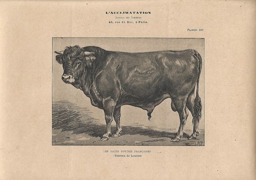 Stampa antica toro - antica, razza