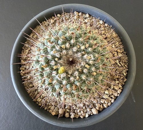 Mammillaria lindsayi
