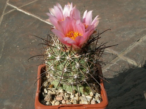 Sclerocactus parviflorus djf - sclerocactus,