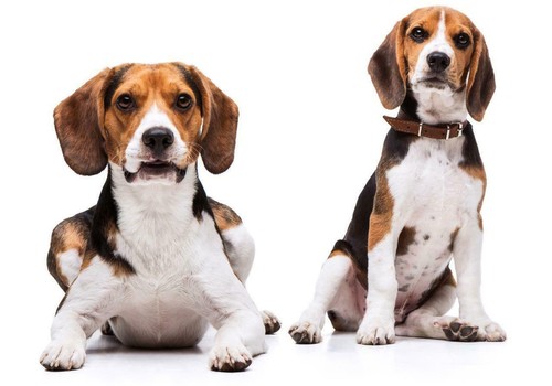 Beagle dog glossy poster - glossy,
