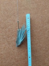 Tillandsia mitlaensis