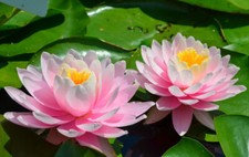 15 semi di ninfea water lily -