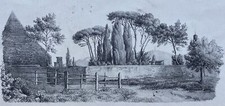 Paesaggio Con Pini Italia