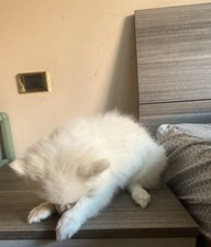 ? Cuccioli di Volpino Italiano in vendita – Milano ?