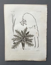 Incisione antica, botanica