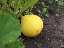 Zucchine Lemon - Squash -