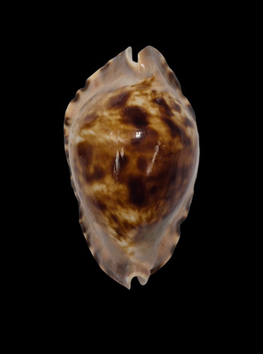 Conchiglia shell cypraea zoila - conchiglia,