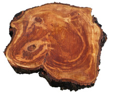 Lastra legno corteccia - in,