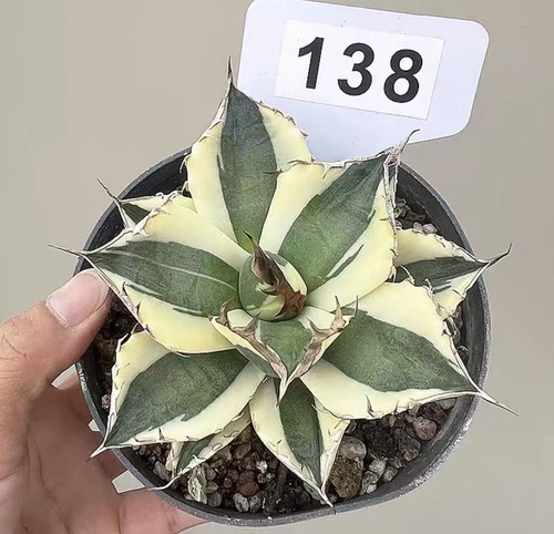 1pcs vaso 10cm cactus agave - 1pcs,