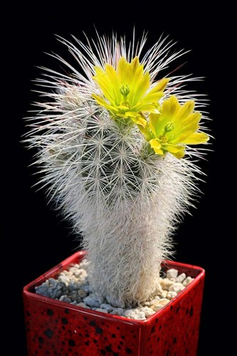 Echinocereus viridiflorus