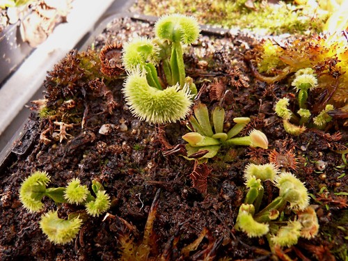 Dionaea muscipula