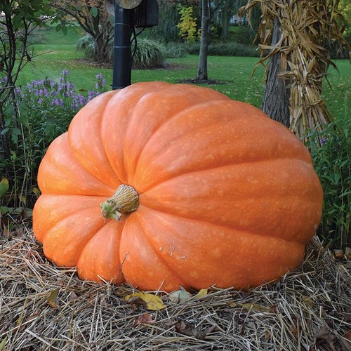 Semi zucca gigante - zucca,