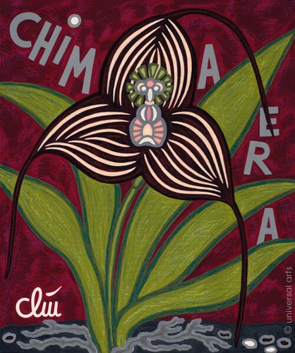 Jacqueline ditt masdevallia - jacqueline,