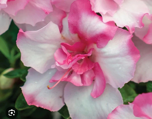 Kiss azalea well rooted - kiss,