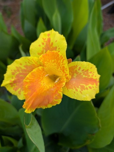 Rooted king humbert canna - 12,