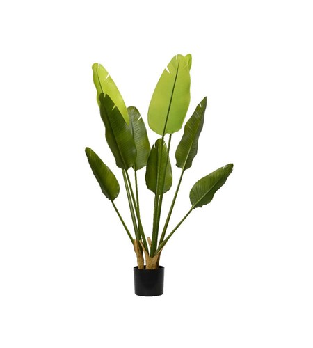 Strelitzia verde vaso ø40 - vaso,