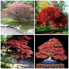 30 semi di acer palmatum Atropurpureum, semi bonsai