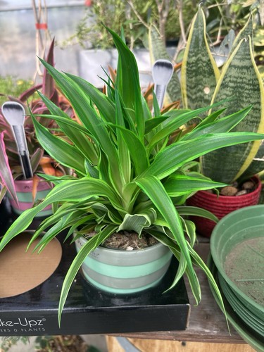 Dracaena