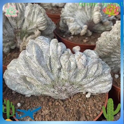 Pianta cactus succulenta - pianta,