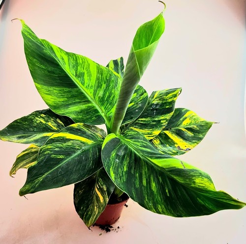 Bellissima potente musa - musa, aurea